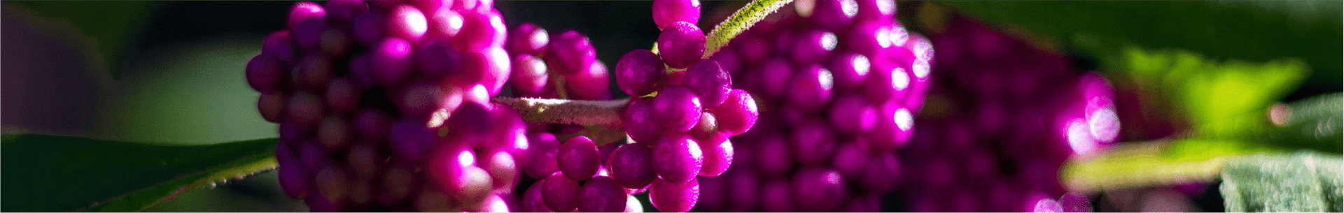 Close-up of vibrant purple berries on a branch with green leaves.