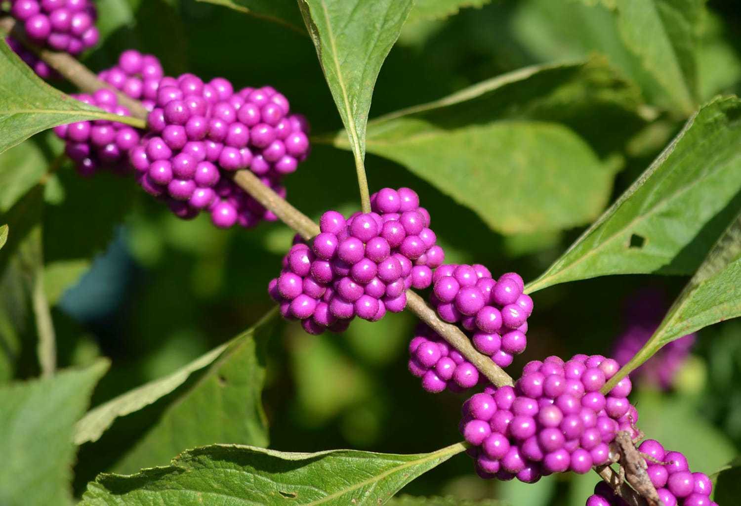 Clusters of vibrant purple berries on a leafy branch.