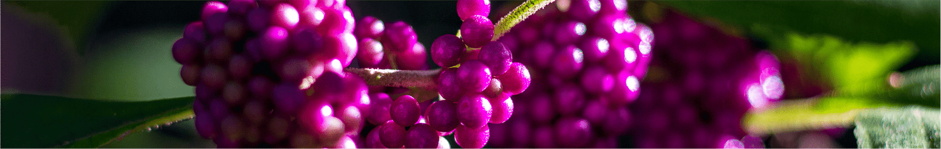 Close-up of vibrant purple berries on a branch with green leaves.